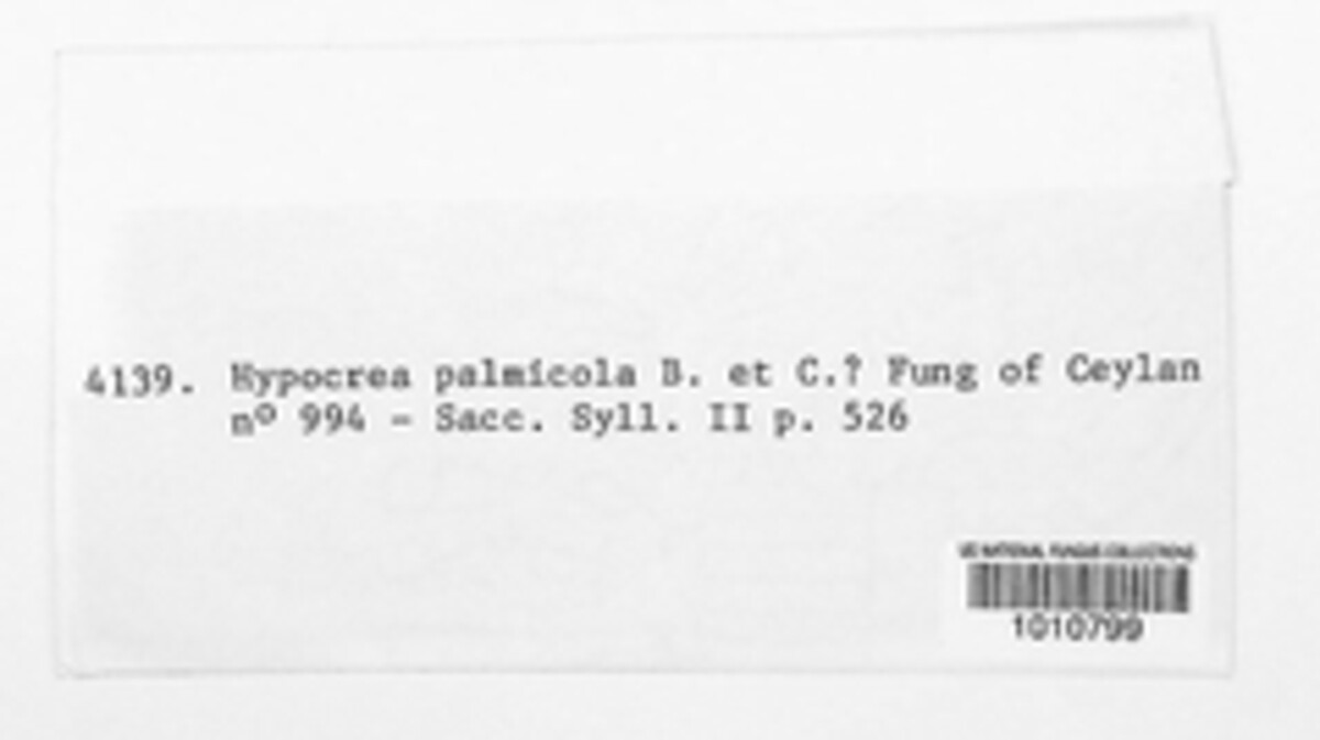 Hypocrea palmicola image